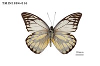 藏品(鋸粉蝶)的圖片